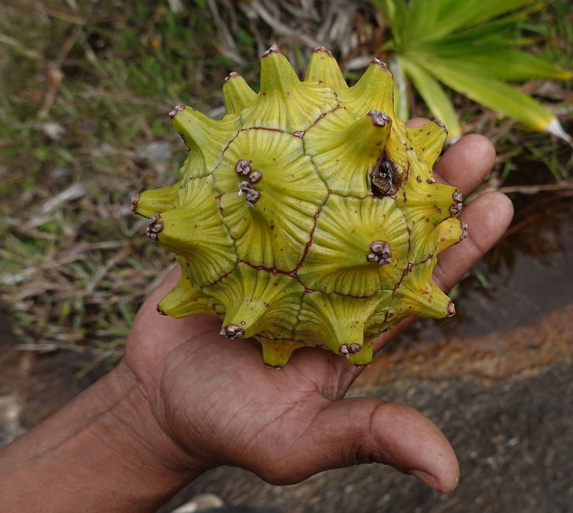 Pandanus pervilleanus S Madagascar, NE of Fort Dauphin Geotagged,Madagascar,Pandanus pervilleanus,Spring