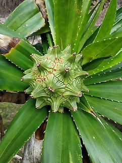 Pandanus pervilleanus S Madagascar, NE of Fort Dauphin Geotagged,Madagascar,Pandanus pervilleanus,Spring