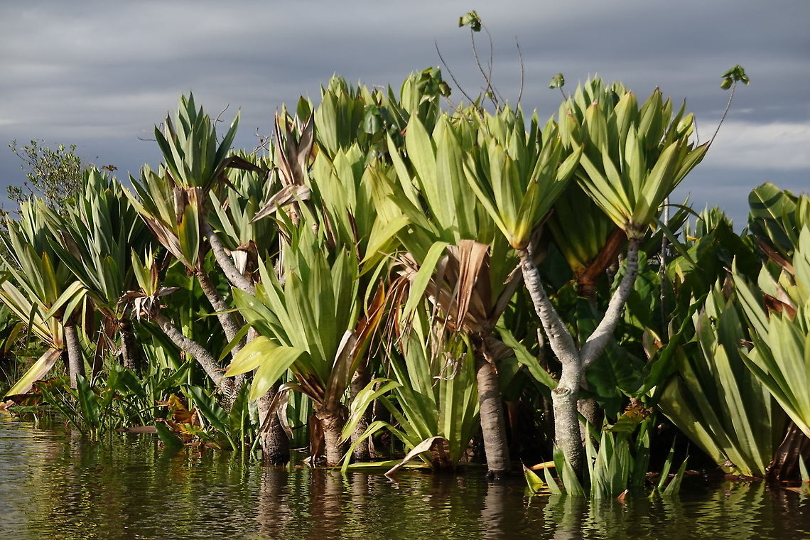 Pandanus platyphyllus S Madagascar, NE of Fort Dauphin Geotagged,Madagascar,Pandanus platyphyllus,Spring