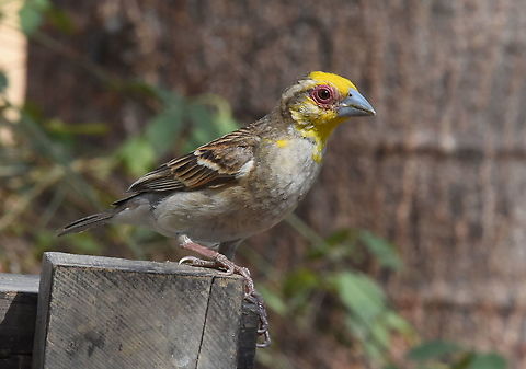 Ploceus sakalava W Madagascar, Krinidy Geotagged,Madagascar,Ploceus sakalava,Sakalava weaver,Spring
