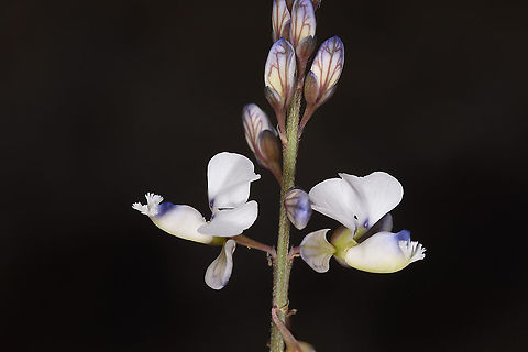 Polygala isaloensis Madagascar, Isalo Geotagged,Madagascar,Polygala isaloensis,Spring