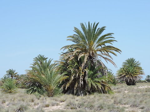 Phoenix reclinata  Geotagged,Madagascar,Phoenix reclinata,Reclining Date Palm,Spring