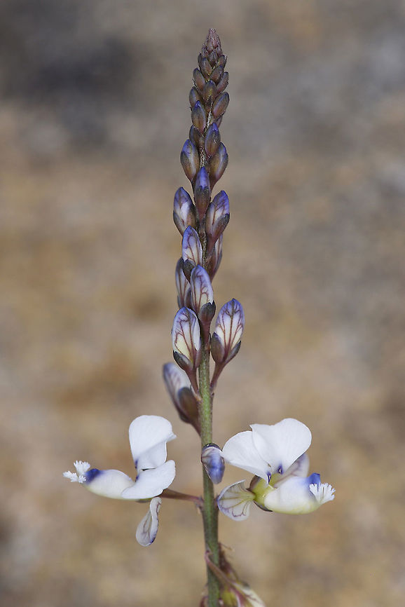 Polygala isaloensis Madagascar, Isalo Geotagged,Madagascar,Polygala isaloensis,Spring