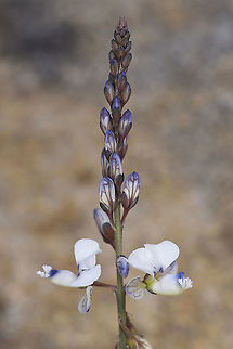 Polygala isaloensis