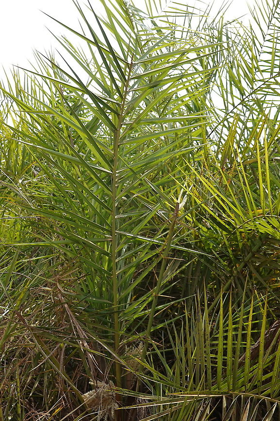 Phoenix reclinata Madagascar, Tsingy Geotagged,Madagascar,Phoenix reclinata,Reclining Date Palm,Spring