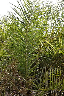 Phoenix reclinata Madagascar, Tsingy Geotagged,Madagascar,Phoenix reclinata,Reclining Date Palm,Spring