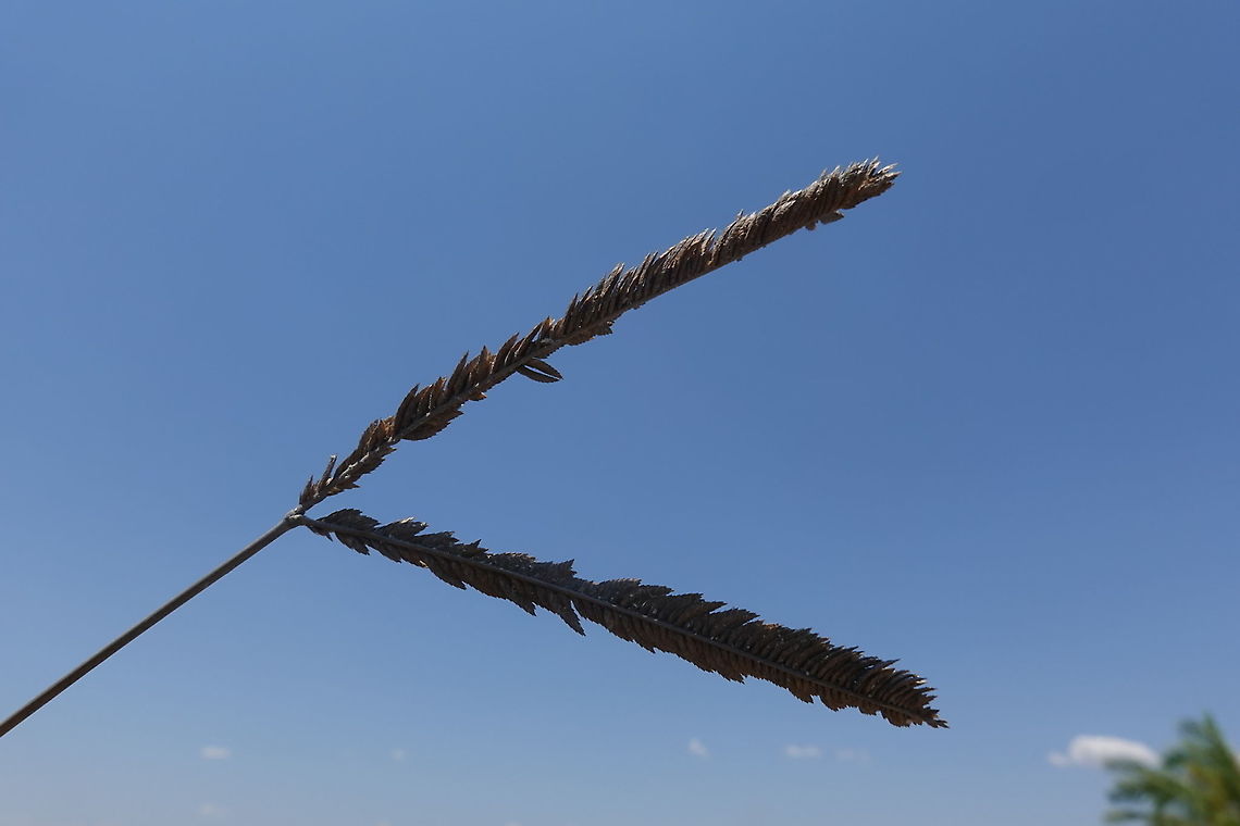 Sclerodactylon macrostachyum W Madagascar Geotagged,Madagascar,Sclerodactylon,Sclerodactylon macrostachyum,Spring
