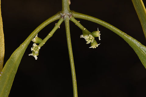 Salvadora angustifolia W Madagascar Geotagged,Madagascar,Salvadora angustifolia,Spring