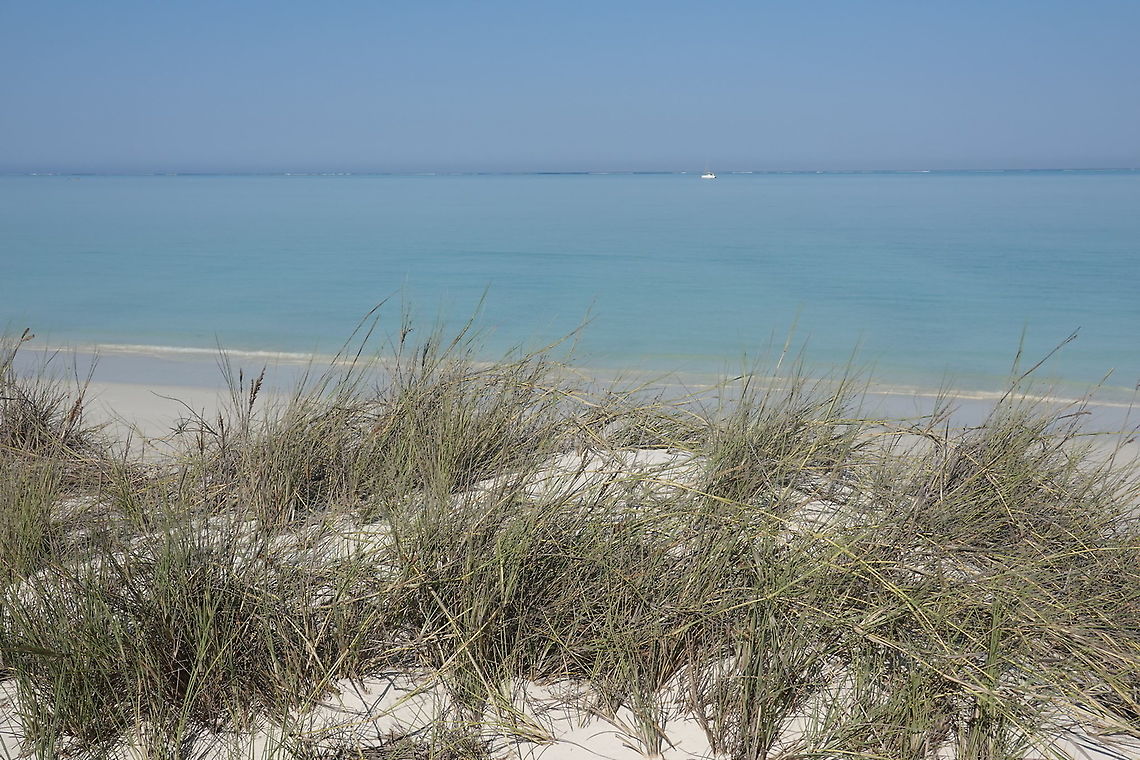 Sclerodactylon macrostachyum W Madagascar Geotagged,Madagascar,Sclerodactylon,Sclerodactylon macrostachyum,Spring