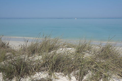 Sclerodactylon macrostachyum W Madagascar Geotagged,Madagascar,Sclerodactylon,Sclerodactylon macrostachyum,Spring