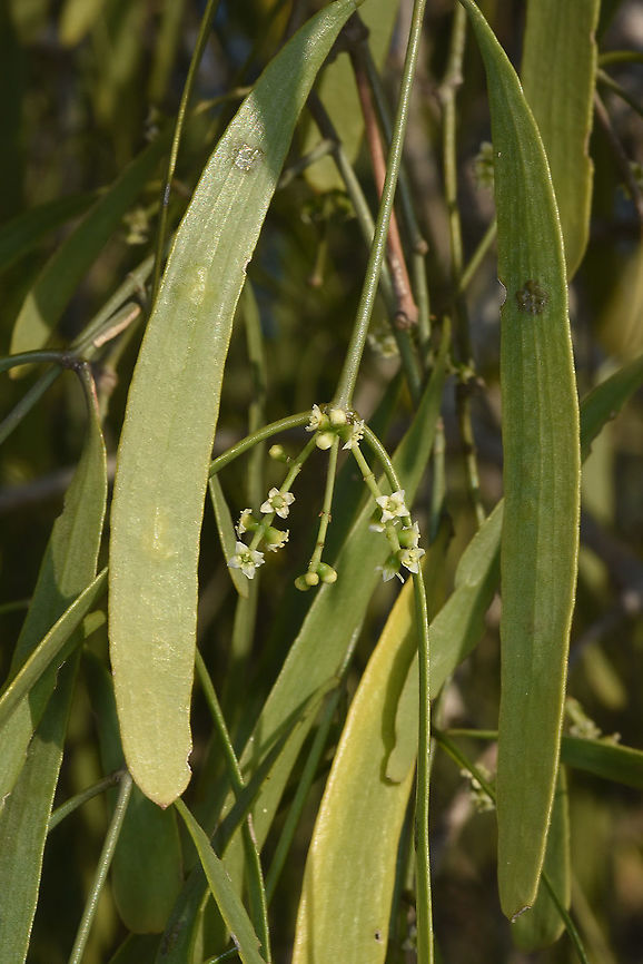 Salvadora angustifolia W Madagascar Geotagged,Madagascar,Salvadora angustifolia,Spring