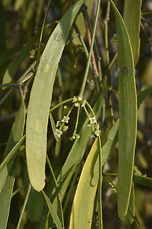 Salvadora angustifolia W Madagascar Geotagged,Madagascar,Salvadora angustifolia,Spring