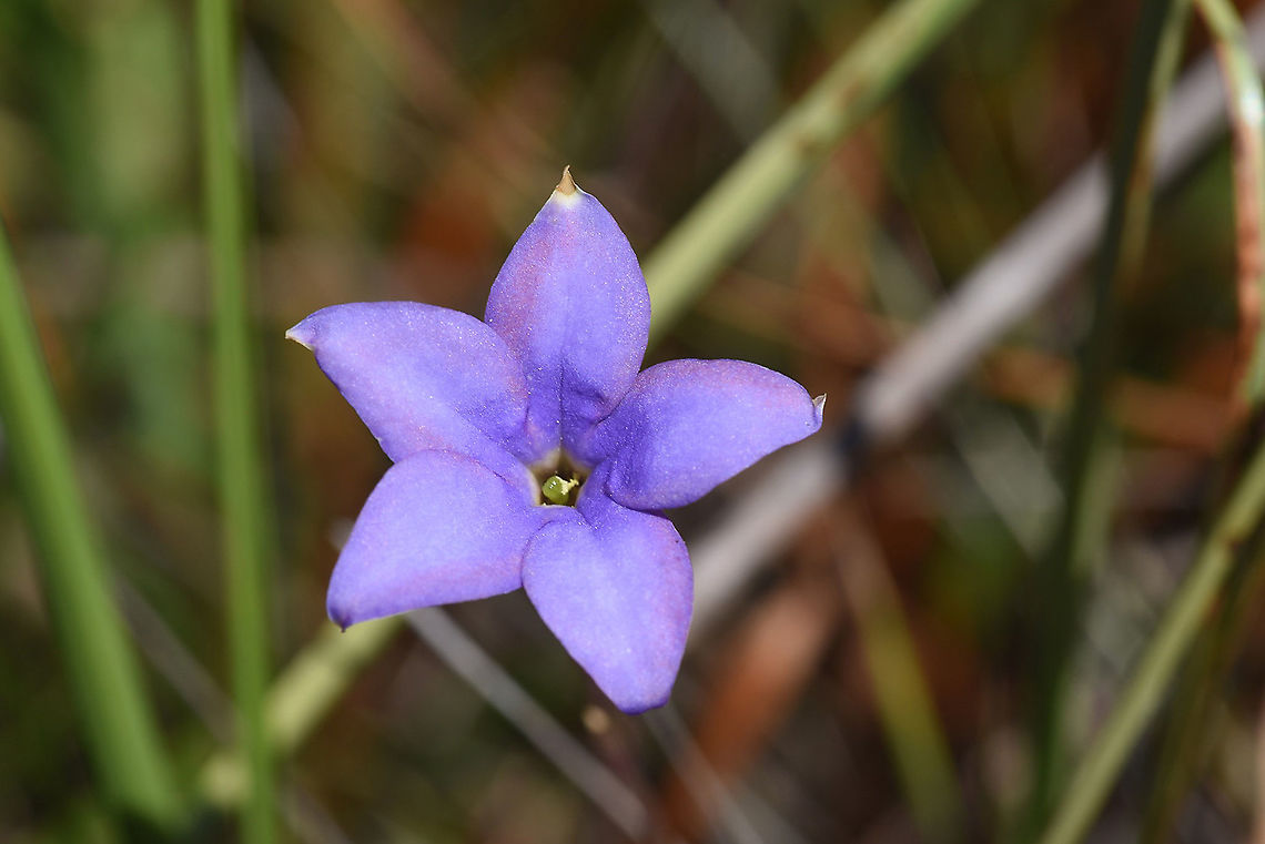 Tachiadenus carinatus S Madagascar, NE of Fort Dauphin Geotagged,Madagascar,Spring,Tachiadenus carinatus