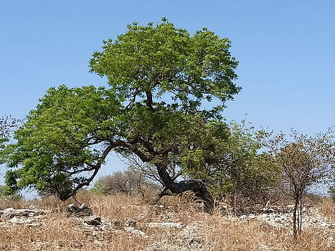 Sclerocarya birrea ssp caffra  Geotagged,Madagascar,Marula,Sclerocarya birrea,Spring