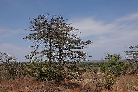 Terminalia tropophylla Madagascar, E of Morondava Geotagged,Madagascar,Spring,Terminalia tropophylla