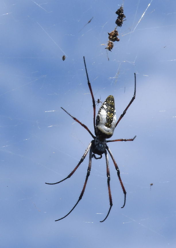 Trichonephila inaurata ssp madagascariensis Madagascar, Berenty Geotagged,Madagascar,Red-legged golden orb-weaver spider,Spring,Trichonephila inaurata