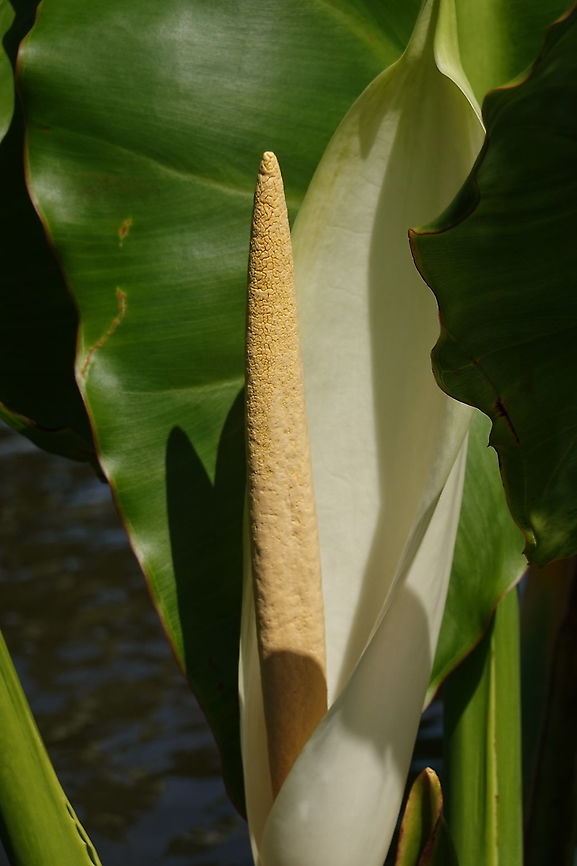 Typhonodorum lindleyanum S Madagascar, NE of Fort Dauphin Geotagged,Madagascar,Spring,Typhonodorum,Typhonodorum lindleyanum
