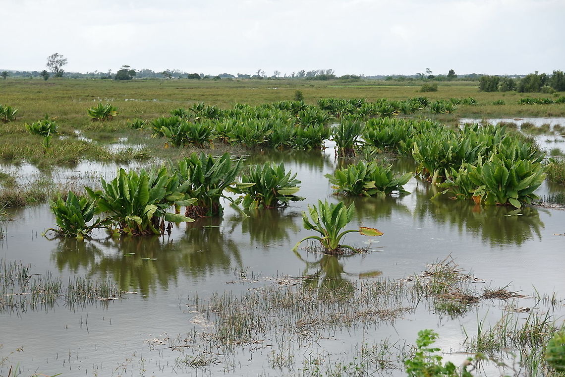 Typhonodorum lindleyanum Madagascar, road to Berenty Geotagged,Madagascar,Spring,Typhonodorum,Typhonodorum lindleyanum