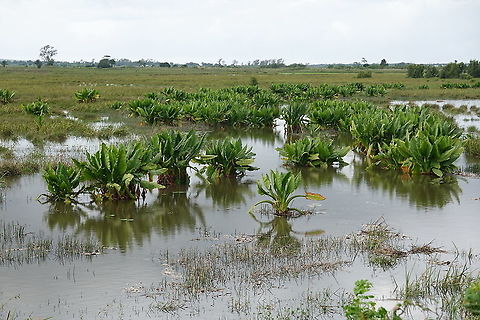 Typhonodorum lindleyanum Madagascar, road to Berenty Geotagged,Madagascar,Spring,Typhonodorum,Typhonodorum lindleyanum
