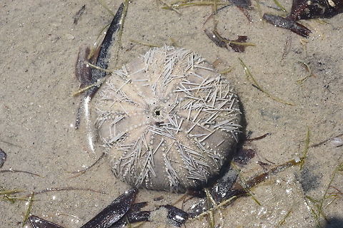 Tripneustes gratilla W Madagascar, Ifaty Collector urchin,Geotagged,Madagascar,Spring,Tripneustes gratilla