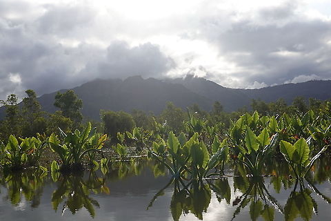 Typhonodorum lindleyanum S Madagascar, NE of Fort Dauphin Geotagged,Madagascar,Spring,Typhonodorum,Typhonodorum lindleyanum