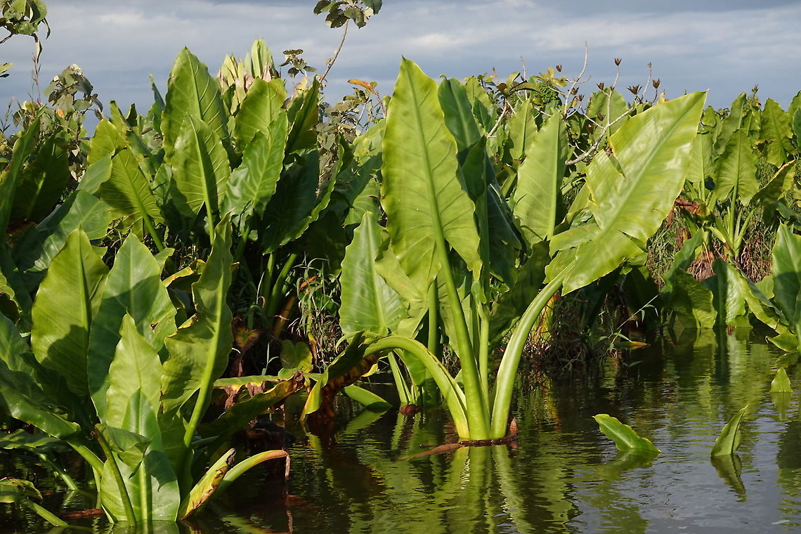 Typhonodorum lindleyanum S Madagascar, NE of Fort Dauphin Geotagged,Madagascar,Spring,Typhonodorum,Typhonodorum lindleyanum