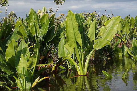 Typhonodorum lindleyanum S Madagascar, NE of Fort Dauphin Geotagged,Madagascar,Spring,Typhonodorum,Typhonodorum lindleyanum