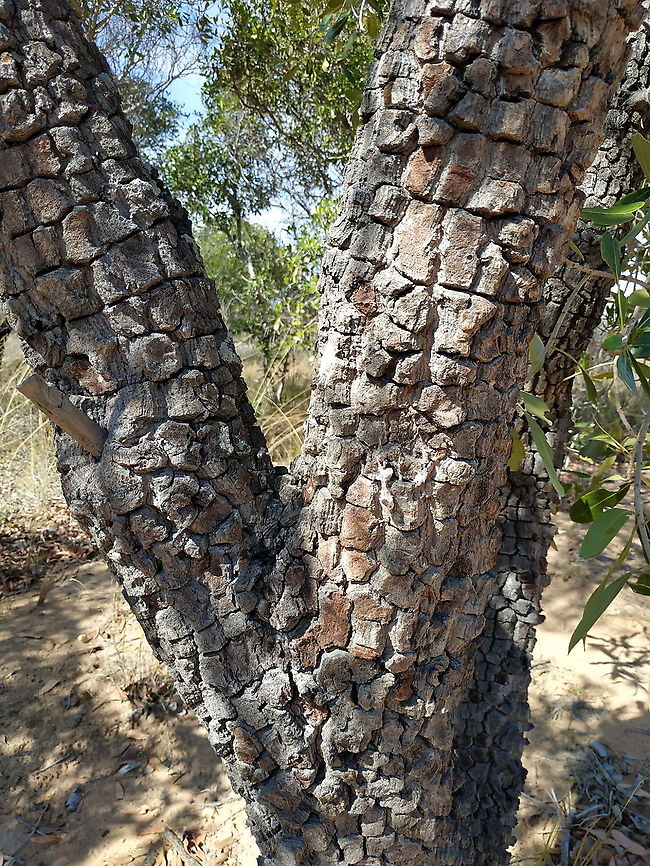 Uapaca bojeri Madagascar, Isalo Geotagged,Madagascar,Spring,Uapaca bojeri