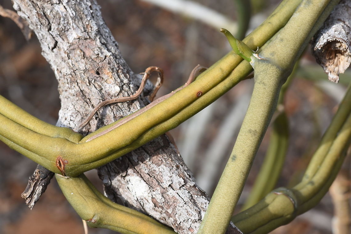 Vanilla madagascariensis W Madagascar, Krinidy Geotagged,Madagascar,Spring,Vanilla madagascariensis