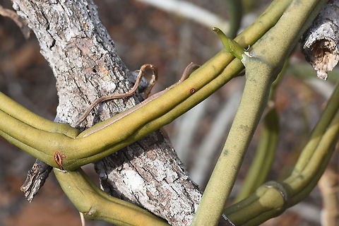 Vanilla madagascariensis W Madagascar, Krinidy Geotagged,Madagascar,Spring,Vanilla madagascariensis