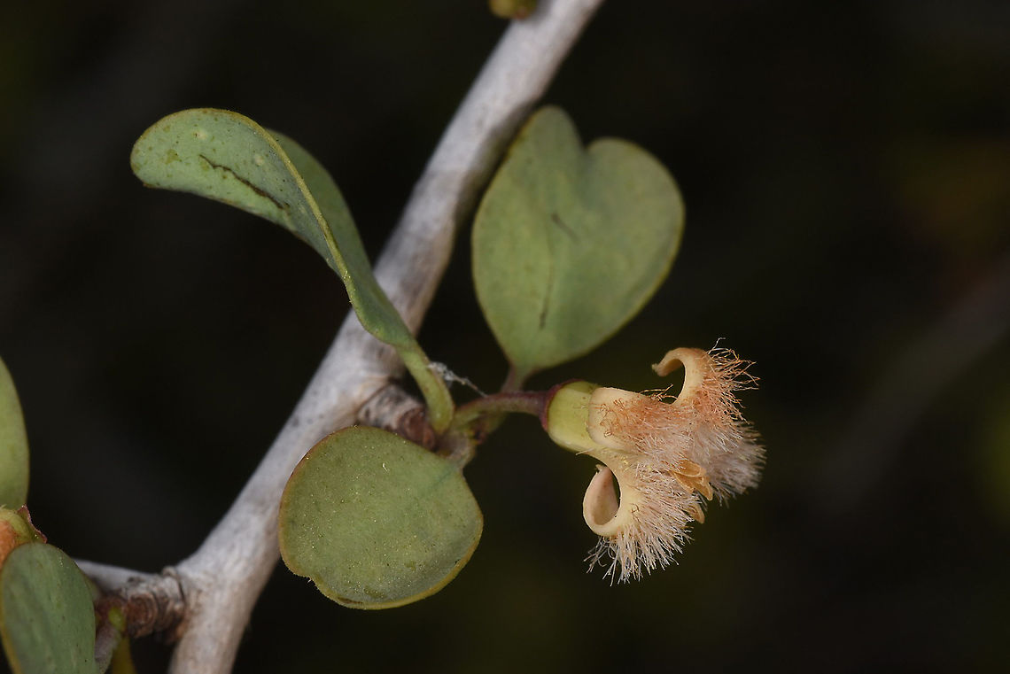 Ximenia perrieri W Madagascar Geotagged,Madagascar,Spring,Ximenia perrieri