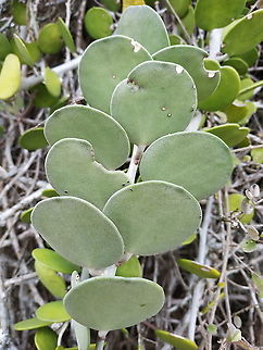 Xerosicyos danguyi  Geotagged,Madagascar,Spring,Xerosicyos danguyi
