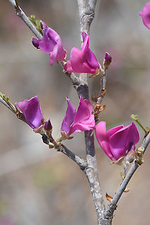Vaughania mahafalensis W Madagascar Geotagged,Madagascar,Spring,Vaughania mahafalensis