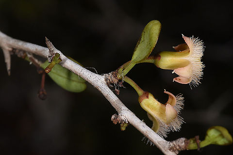 Ximenia perrieri W Madagascar Geotagged,Madagascar,Spring,Ximenia perrieri
