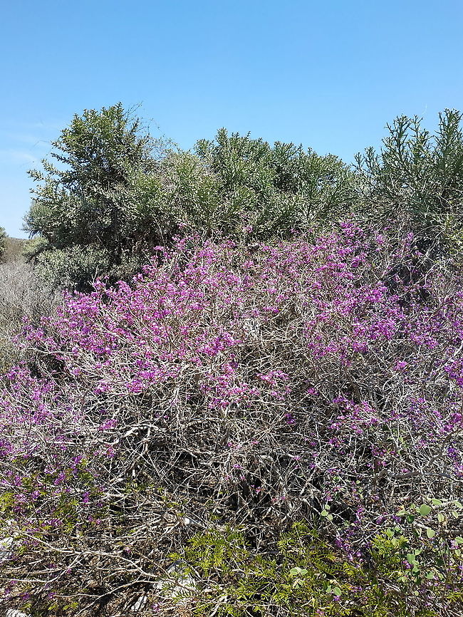 Vaughania mahafalensis W Madagascar Geotagged,Madagascar,Spring,Vaughania mahafalensis