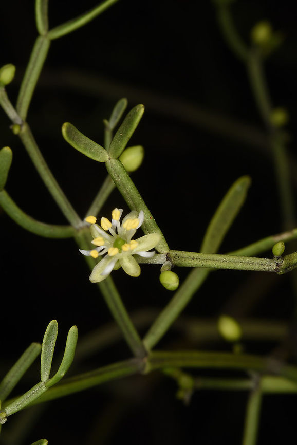 Zygophyllum depauperatum Madagascar, Berenty Geotagged,Madagascar,Spring,Zygophyllum depauperatum
