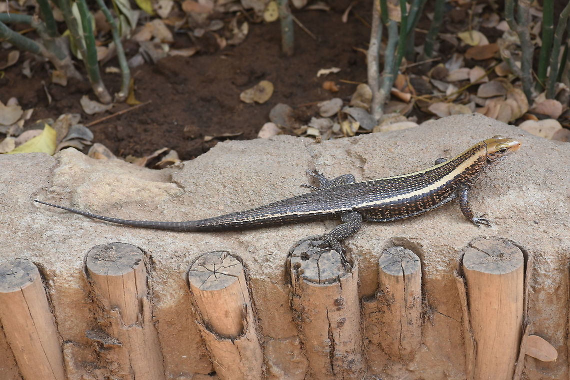 Zonosaurus laticaudatus W Madagascar, Krinidy Broad-tailed Girdled Lizard,Geotagged,Madagascar,Spring,Zonosaurus laticaudatus