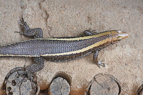 Zonosaurus laticaudatus W Madagascar, Krinidy Broad-tailed Girdled Lizard,Geotagged,Madagascar,Spring,Zonosaurus laticaudatus