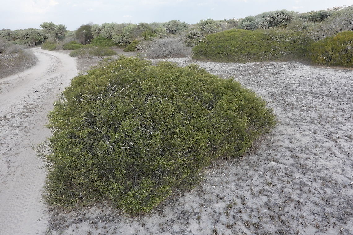 Zygophyllum depauperatum W Madagascar Geotagged,Madagascar,Spring,Zygophyllum depauperatum