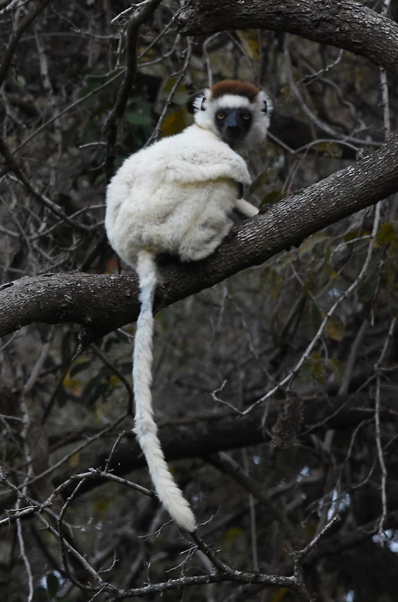 Propithecus verreauxi Madagascar, Berenty Geotagged,Madagascar,Propithecus verreauxi,Spring,Verreauxs sifaka
