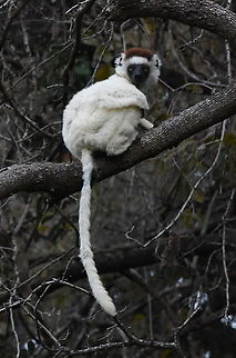 Propithecus verreauxi Madagascar, Berenty Geotagged,Madagascar,Propithecus verreauxi,Spring,Verreauxs sifaka