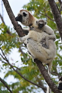 Propithecus verreauxi Madagascar, Berenty Geotagged,Madagascar,Propithecus verreauxi,Spring,Verreauxs sifaka