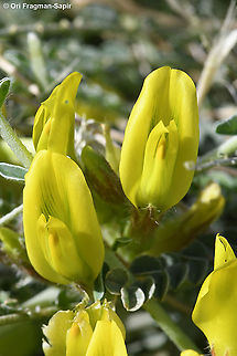 Astragalus dactylocarpus  Astragalus dactylocarpus,Geotagged,Winter