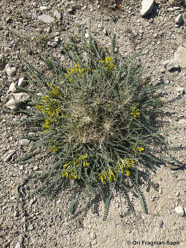 Astragalus dactylocarpus  Astragalus dactylocarpus,Geotagged,Winter