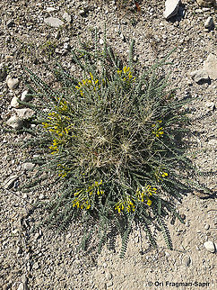 Astragalus dactylocarpus  Astragalus dactylocarpus,Geotagged,Winter