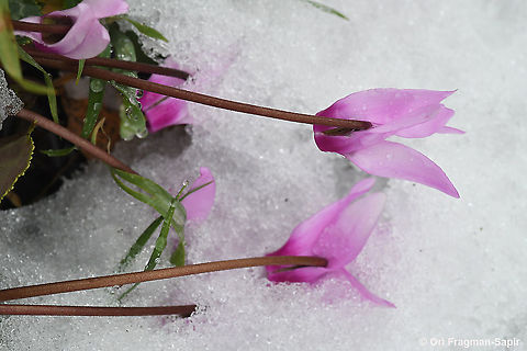 Cyclamen persicum After several years it snows again in Jerusalem Cyclamen persicum,Geotagged,Israel,Persian cyclamen,Winter