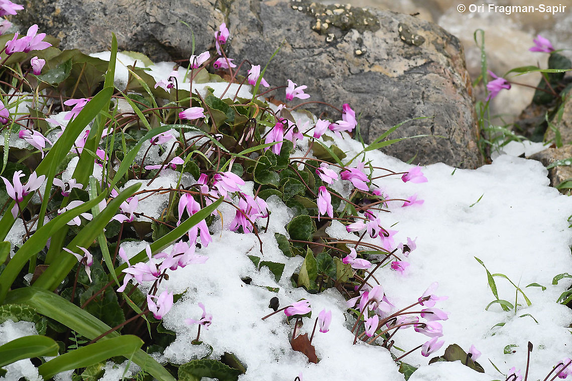 Cyclamen persicum After several years it snows again in Jerusalem Cyclamen persicum,Geotagged,Israel,Persian cyclamen,Winter