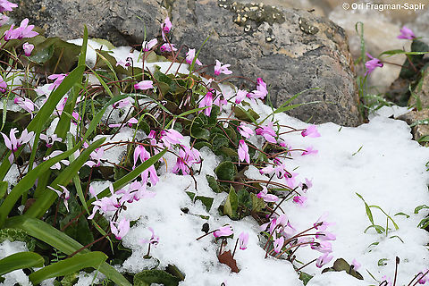 Cyclamen persicum After several years it snows again in Jerusalem Cyclamen persicum,Geotagged,Israel,Persian cyclamen,Winter