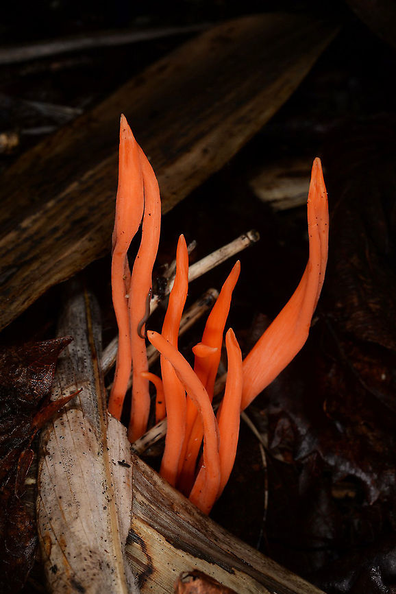 Clavulinopsis sulcata Japan, Hokaido, Rausu Clavulinopsis sulcata,Geotagged,Japan,Summer