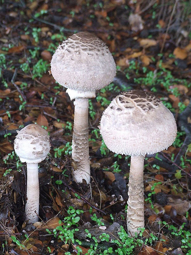 Macrolepiota procera N Golan Heights, Masade Forest, 1100 m. Fall,Geotagged,Macrolepiota procera,Parasol mushroom